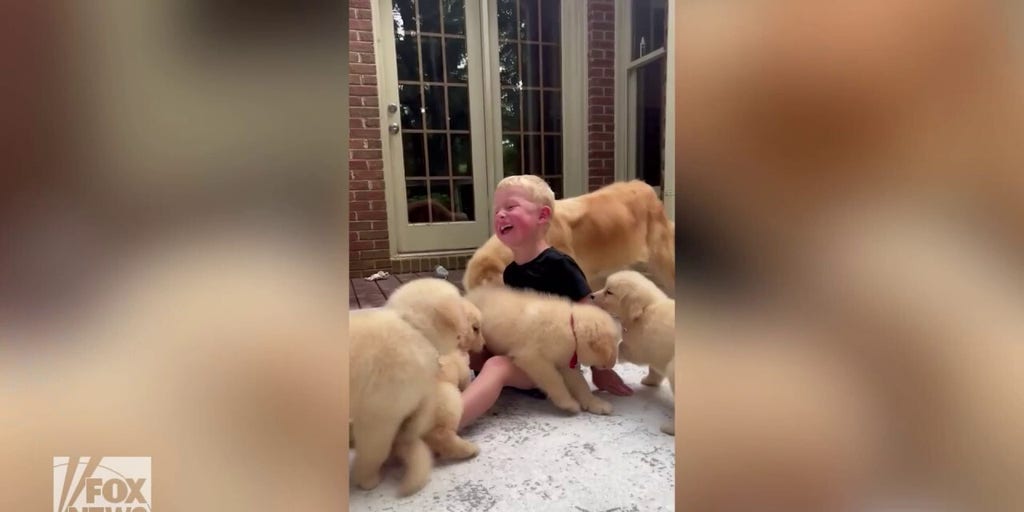 Little boy with cheap golden retriever puppies