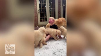 Playful Golden Retriever puppies bring a little boy some very big laughs