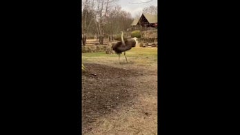 Cincinnati Zoo ostrich shows off its dancing skills