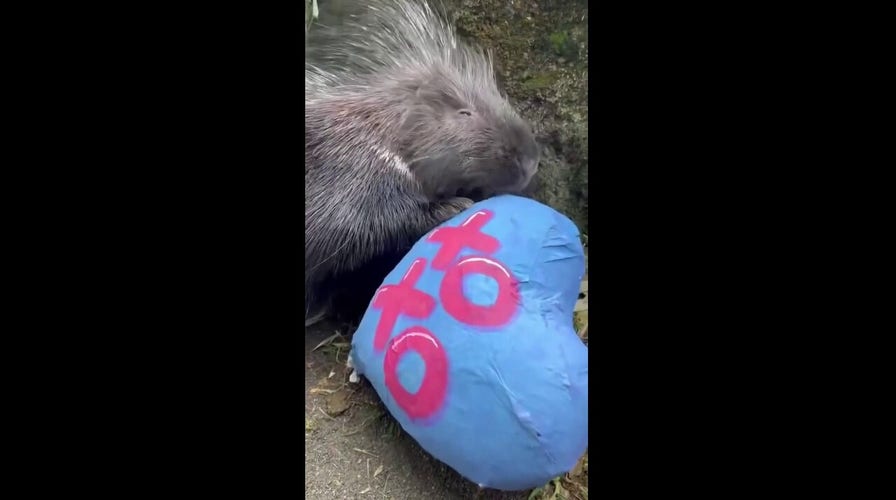Porcupine enjoys some tasty Valentine’s Day treats