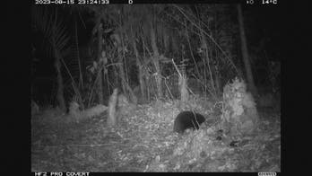Researchers capture video of endangered species not seen in decades
