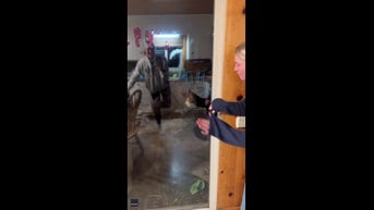 WATCH: Bear attempts to enter home