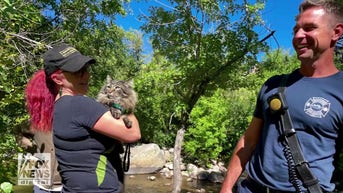 Firefighters RESCUE cat from tree