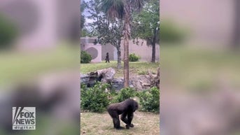 Gorilla walks like HUMAN