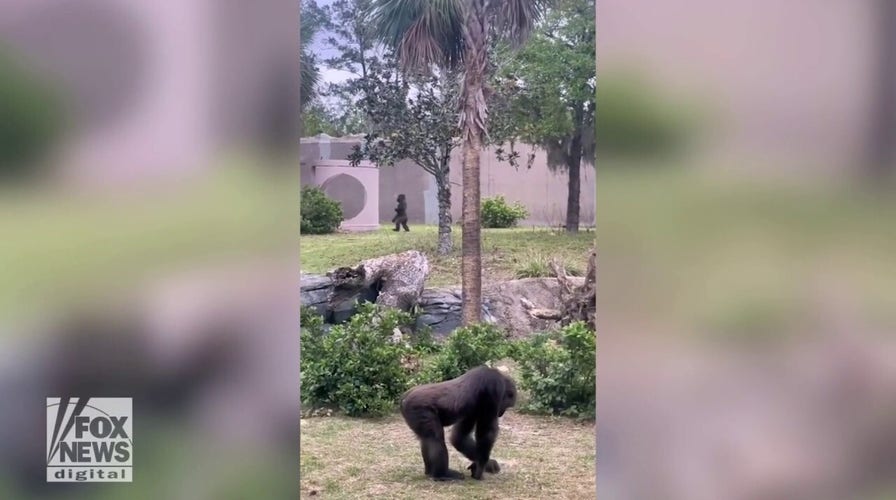 Gorilla seen walking like a human in wild video
