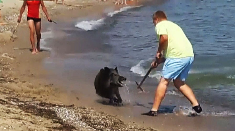 Wild boar gives Gemeran beachgoers a shock