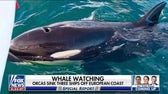 Killer whales fighting back against boats