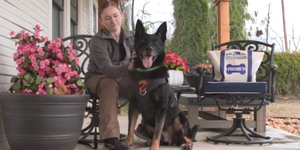 Retired Army K-9 'had a huge impact on my life' says reunited handler