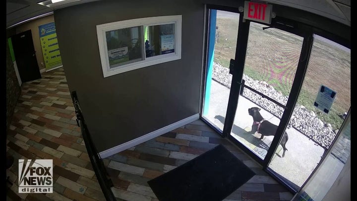 Michigan dog runs mile to doggy day care after getting in car accident with owner
