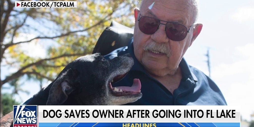 Dog saves owner after going into Florida lake Fox News Video