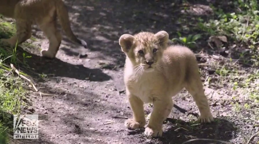 Baby lions at the London Zoo get their official names