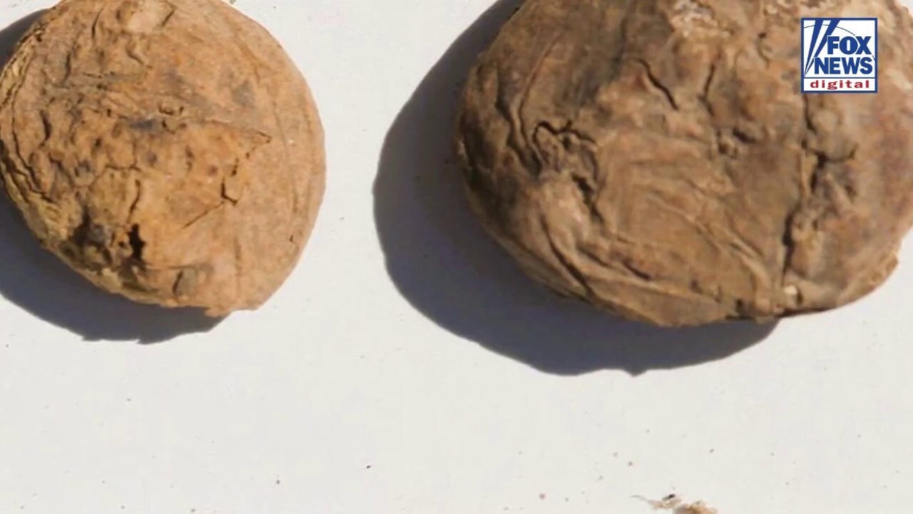 Perfectly preserved Inca potatoes offer rare glimpse into empire's food system