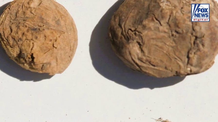 Perfectly preserved Inca potatoes offer rare glimpse into empire's food system