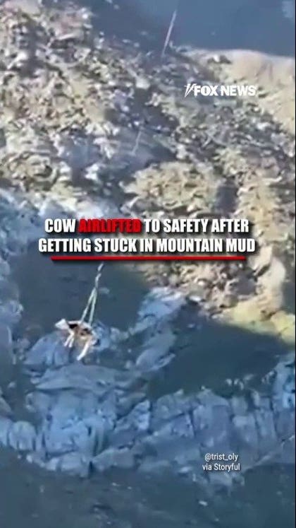 Cow dangles beneath her helicopter rescue team