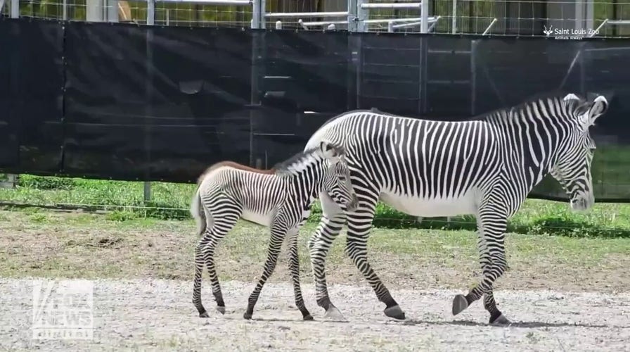 Missouri zoo welcomes Grevy's zebra foal, first animal born on its grounds