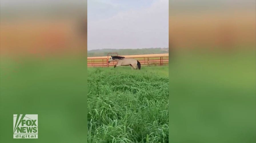 Lone horse in South Dakota spotted galloping at a fast pace