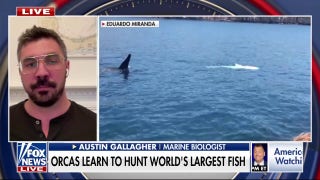Orca pods have learned to hunt whale sharks, study shows - Fox News