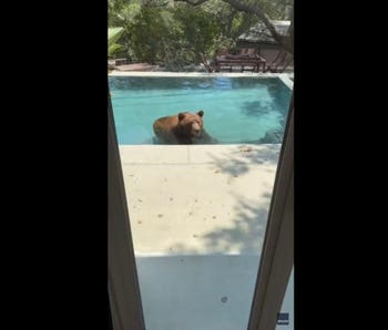 Brown bear beats California heat with surprise dip in backyard swimming pool