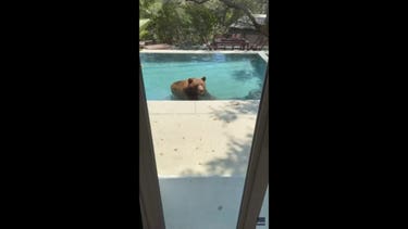 Brown bear beats California heat with surprise dip in backyard swimming pool