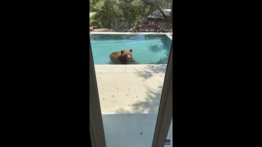 Brown bear beats California heat with surprise dip in backyard swimming pool