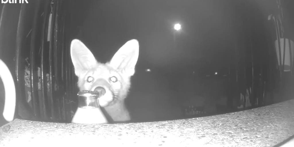 Fox caught on camera stealing milk bottles from homeowner's doorstep