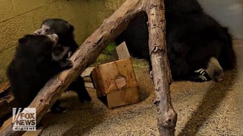 Sloth bear cubs seen playing in adorable video