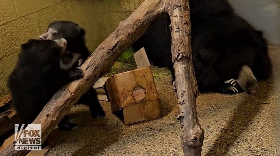 Sloth bear cubs seen playing in adorable video