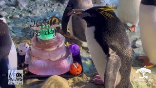 Penguin celebrates its 33rd birthday on Halloween with cake and friends - Fox News