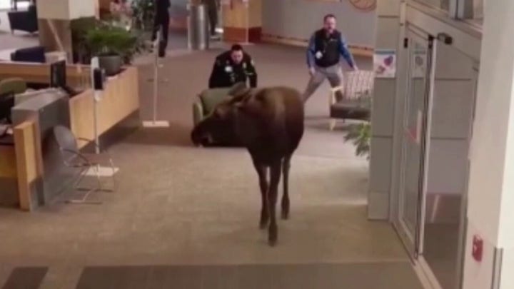 Moose on the loose seen wandering around an Alaska hospital