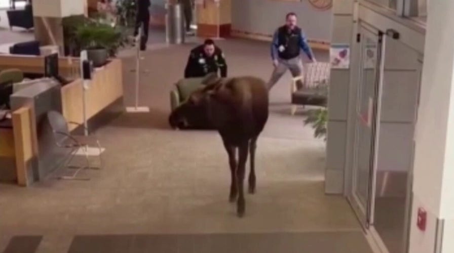 Moose on the loose seen wandering around an Alaska hospital