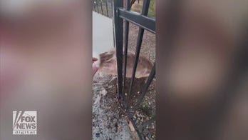 Couple stops to help animal in need: See the dramatic video