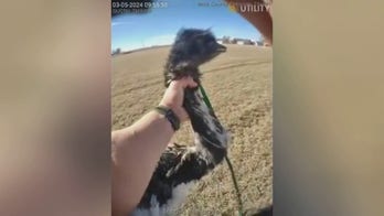Colorado deputy wrangles escaped emu