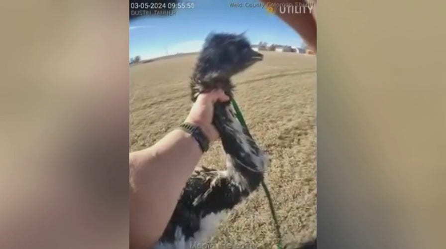 Colorado deputy wrangles escaped emu