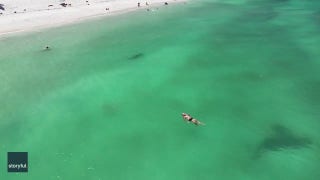 Shark circles near unsuspecting swimmers - Fox News