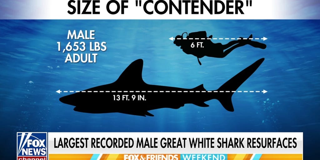 Largest-ever male great white shark resurfaces off NJ coast