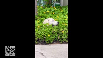Texas dog plants itself in some spring flowers