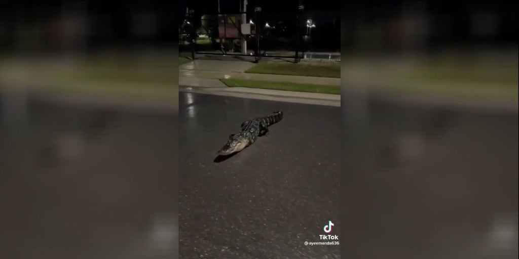 3 Legged Alligator Spotted In Florida Fox News Video 