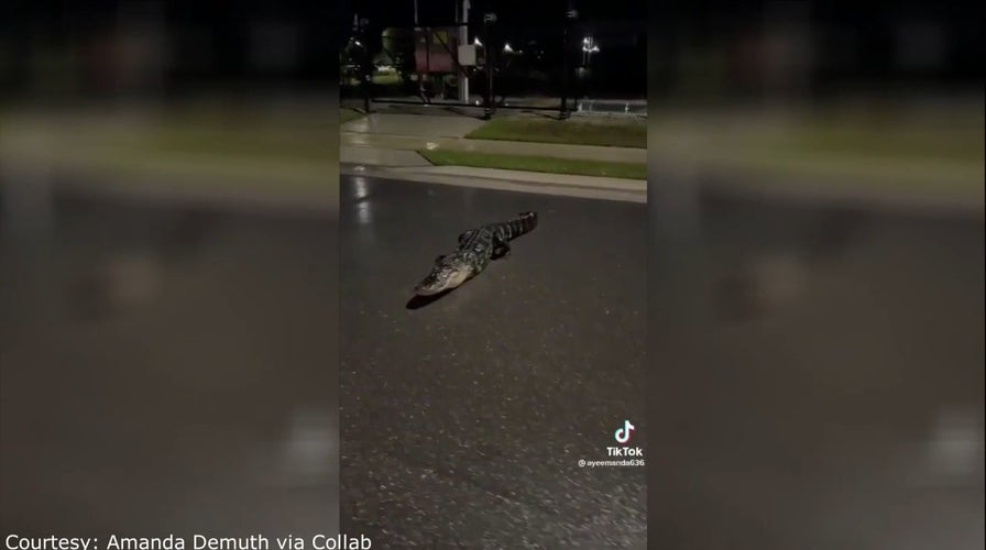 3-legged alligator spotted in Florida