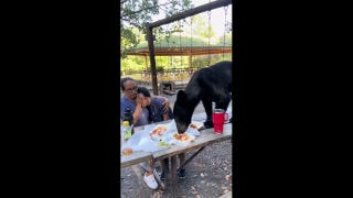 Mother shields son's face as bear devours food on picnic table in Mexico - Fox News
