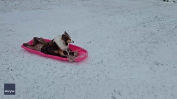 Dog goes sledding down backyard snow slopes
