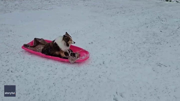 Dog goes sledding down backyard snow slopes