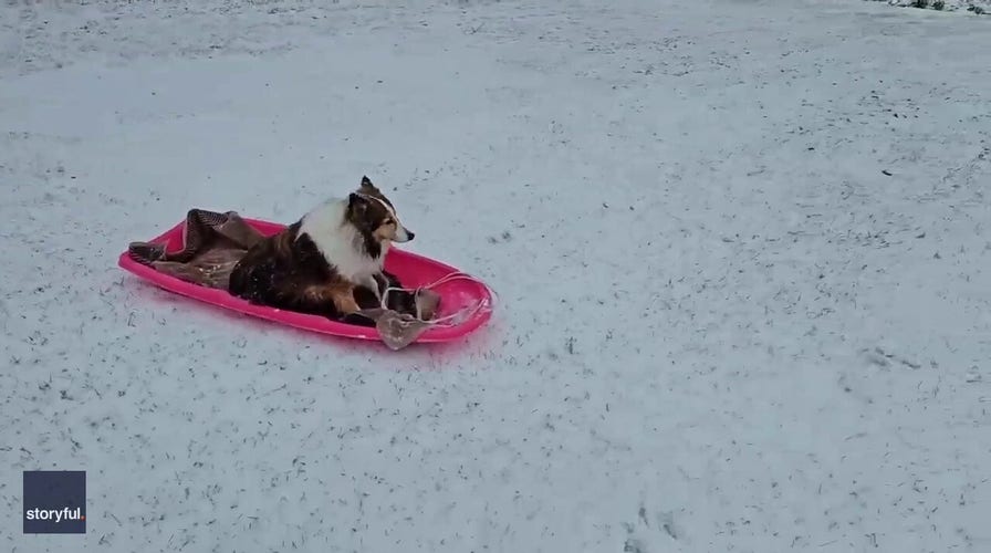 Dog goes sledding down backyard snow slopes