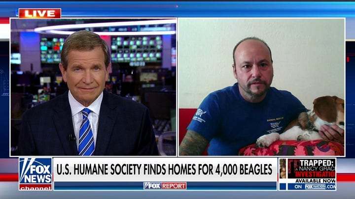 4,000 rescued beagles, bred for research, found homes and best friends