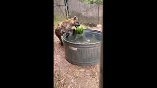 Hyena determined to snag a watermelon snack - Fox News