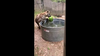 Hyena determined to snag a watermelon snack