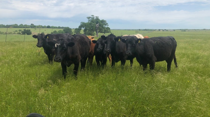COVID-19 could hit beef industry with loss of billions