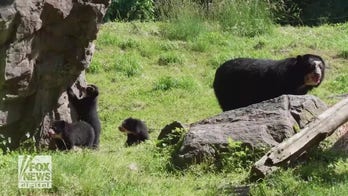 3 bear cubs debut at Queens Zoo in New York