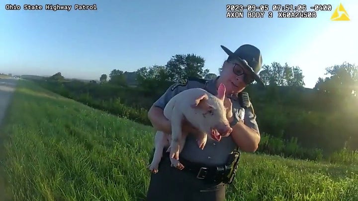 Highway hog rescue caught on bodycam in Ohio.