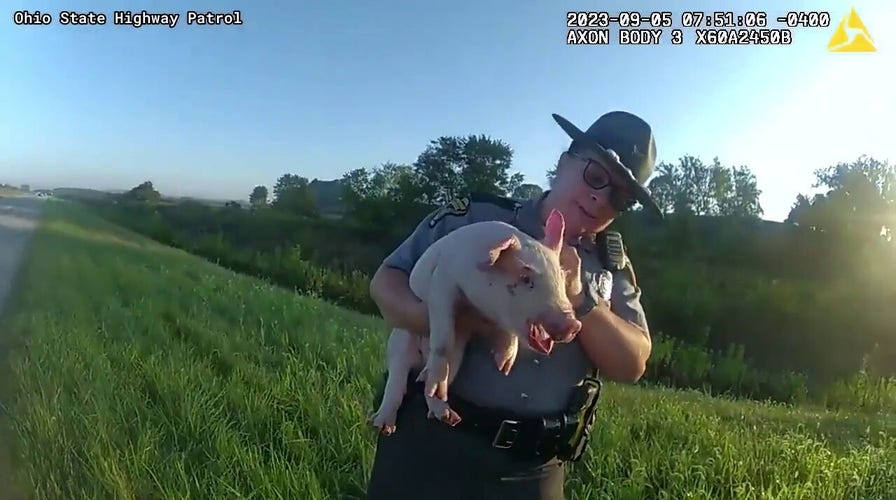 Highway hog rescue caught on bodycam in Ohio.