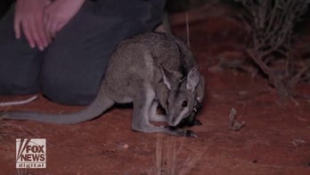 Endangered wallabies relocated to New South Wales on ‘delicate mission’